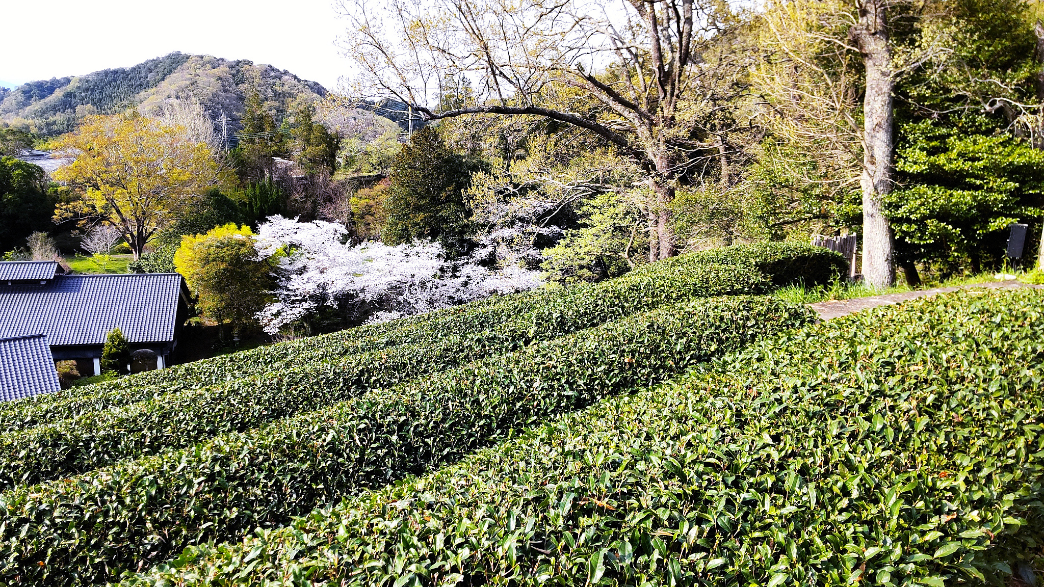 韮山反射炉の茶畑