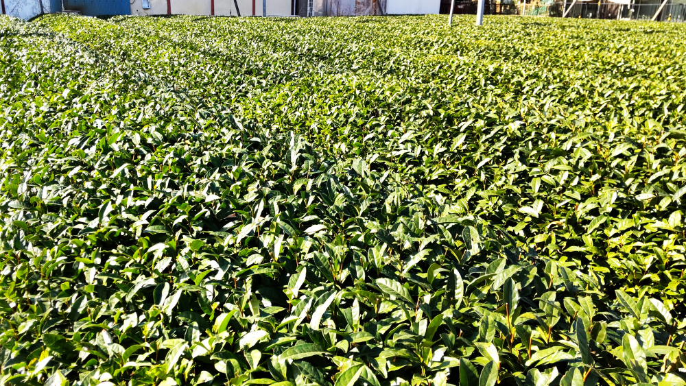 埼玉県狭山市の茶畑