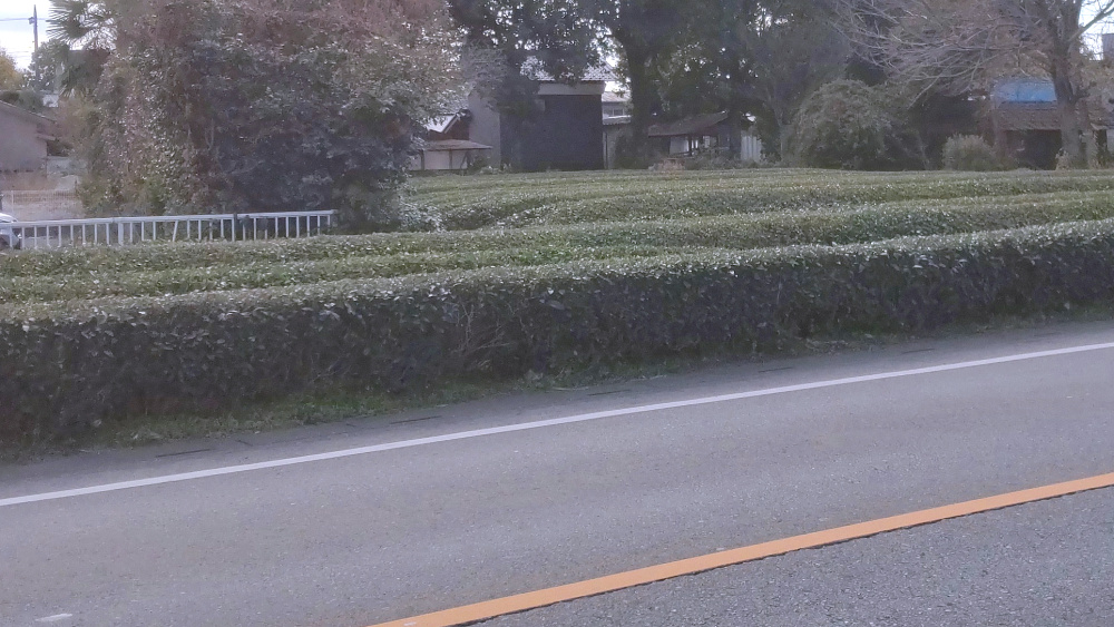 茶つみ通り沿いの茶畑